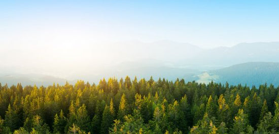 PHOTOWALL / Pine Forest at Sunrise (e318270)