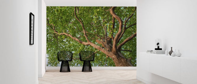 PHOTOWALL / Forest Tree (e318337)