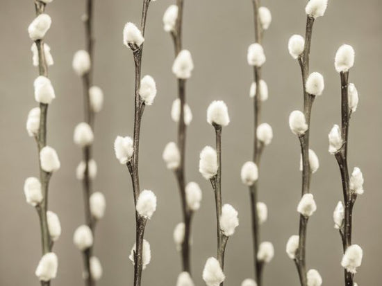 PHOTOWALL / Pussy Willow - Bright (e320977)
