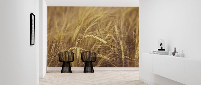 PHOTOWALL / Wheat Field (e320982)