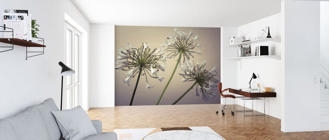 PHOTOWALL / African Lily (e321018)