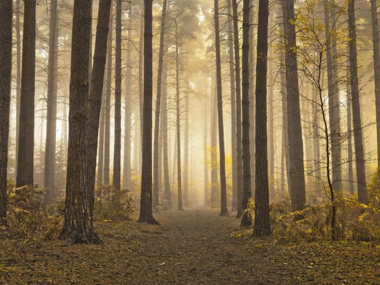 PHOTOWALL / Misty Trees (e321026)