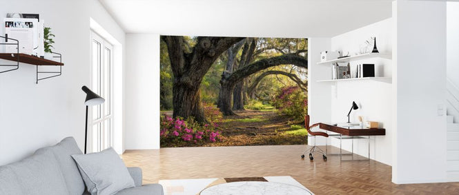 PHOTOWALL / Under the Live Oaks (e320177)