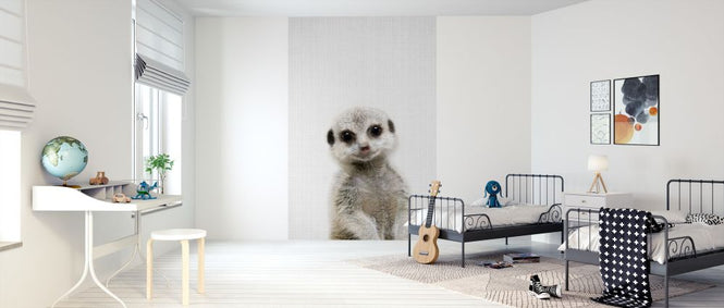 PHOTOWALL / Baby Meerkat (e322793)