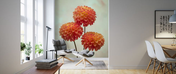 PHOTOWALL / Red - Dahlias (e321085)
