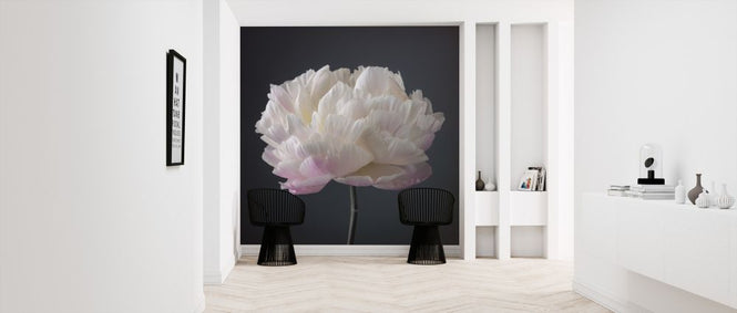 PHOTOWALL / Peonies (e321106)