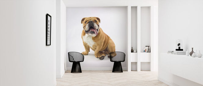 PHOTOWALL / Relaxed Bulldog (e321120)