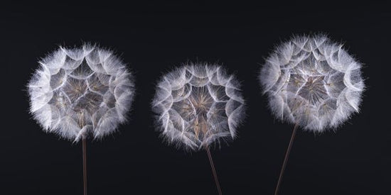 PHOTOWALL / Dandelion Clock (e321145)