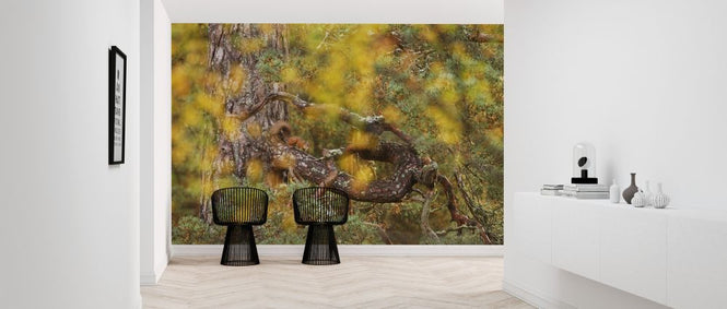 PHOTOWALL / Red Squirrel on Old Pine Tree (e320141)