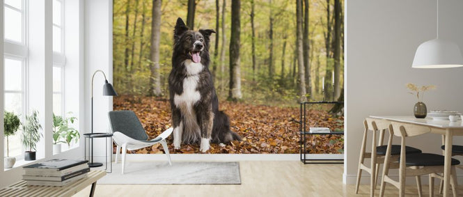 PHOTOWALL / Dog in Beech Woodland (e320150)