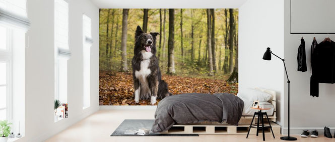 PHOTOWALL / Dog in Beech Woodland (e320150)