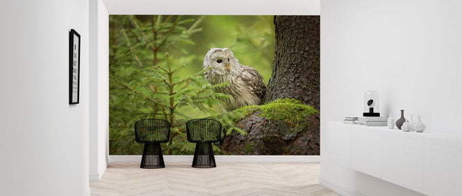 PHOTOWALL / Ural Owl (e323744)