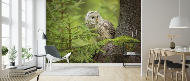 PHOTOWALL / Ural Owl (e323744)