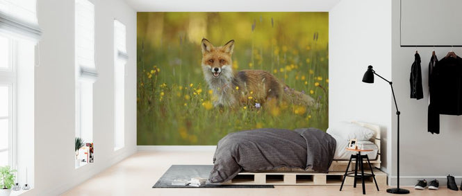 PHOTOWALL / Red Fox (e323771)