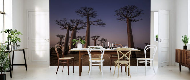 PHOTOWALL / All Ace des Baobabs (e323780)