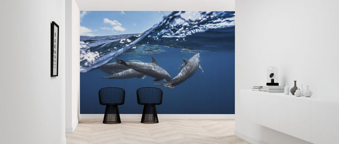 PHOTOWALL / Dolphins (e323805)