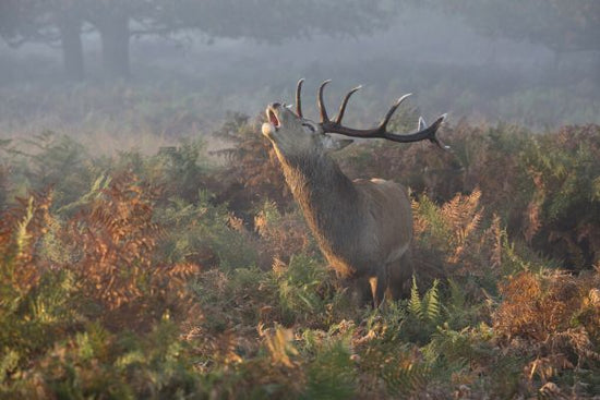 PHOTOWALL / Bellowing Stag Deer (e323839)