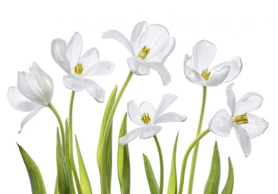 PHOTOWALL / White Tulips (e323846)