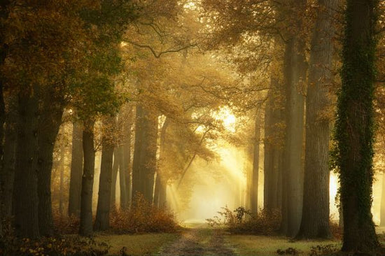 PHOTOWALL / Forever Forest (e323997)