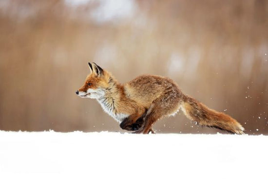 PHOTOWALL / Red Fox (e324446)