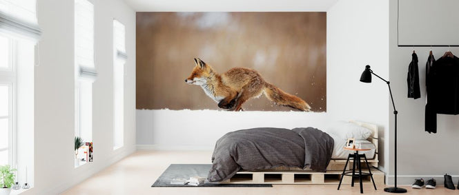 PHOTOWALL / Red Fox (e324446)