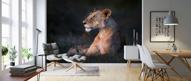 PHOTOWALL / Lone Lioness (e324468)