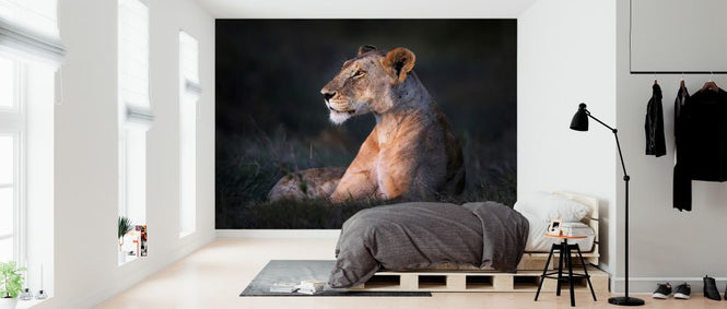 PHOTOWALL / Lone Lioness (e324468)