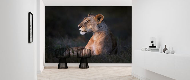 PHOTOWALL / Lone Lioness (e324468)