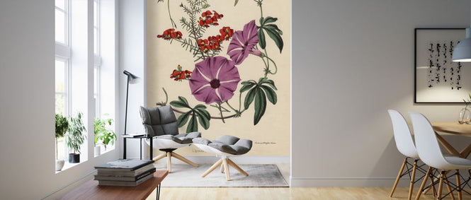 PHOTOWALL / Ipomoea Palmata and Dillwynia Scabra - Infographics (e322366)