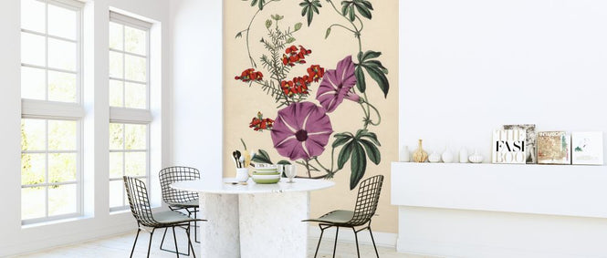 PHOTOWALL / Ipomoea Palmata and Dillwynia Scabra - Infographics (e322366)