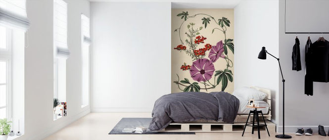 PHOTOWALL / Ipomoea Palmata and Dillwynia Scabra - Infographics (e322366)