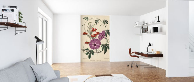 PHOTOWALL / Ipomoea Palmata and Dillwynia Scabra - Infographics (e322366)