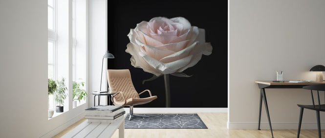 PHOTOWALL / Rose (e326342)