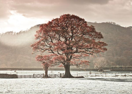 PHOTOWALL / Lake District (e326427)
