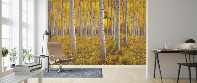PHOTOWALL / Aspen Tree Forest (e327825)