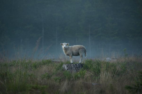 PHOTOWALL / Moody Sheep (e328179)