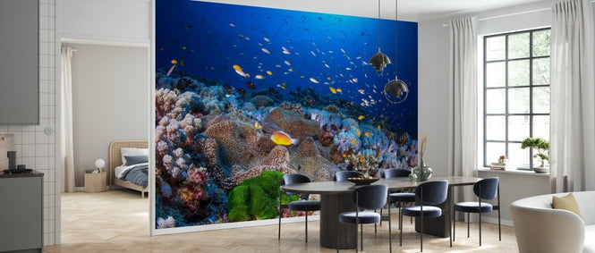 PHOTOWALL / Anemon and Anthias (e328521)