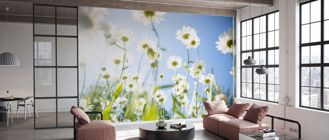 PHOTOWALL / Daisy Flowers (e327867)