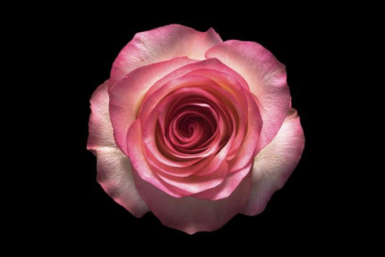 PHOTOWALL / Rose on Black (e327872)