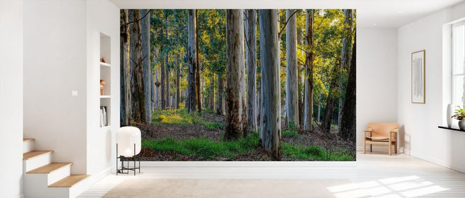 PHOTOWALL / Forest Landscape (e331500)