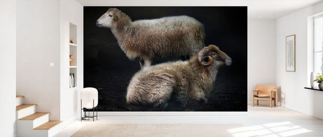 PHOTOWALL / Sheeps (e331648)