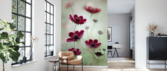 PHOTOWALL / Cosmos Sway (e332133)