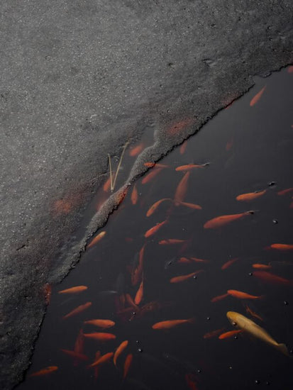PHOTOWALL / Winter Fish (e332945)