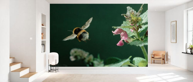 PHOTOWALL / Bumblebee Flies from Lamium Flower (e331988)