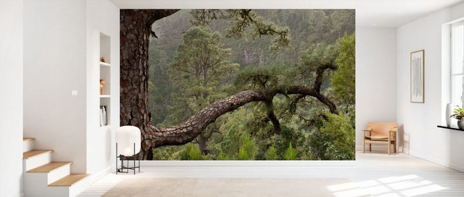 PHOTOWALL / Canary Pine Forest (e332049)