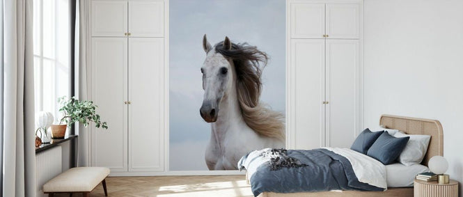 PHOTOWALL / Grey Andalusian Stallion (e332060)