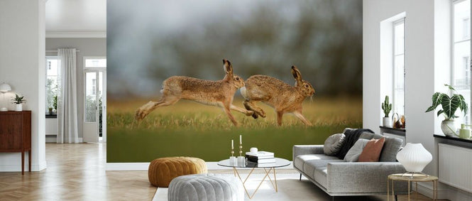 PHOTOWALL / Brown Hare Male Pursuing Female (e332096)