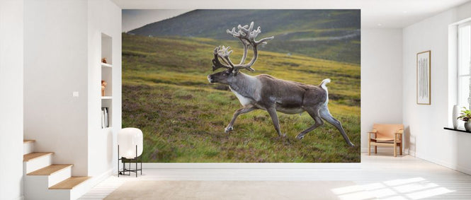 PHOTOWALL / Reindeer in Velvet (e332098)