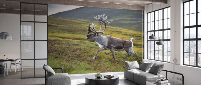 PHOTOWALL / Reindeer in Velvet (e332098)