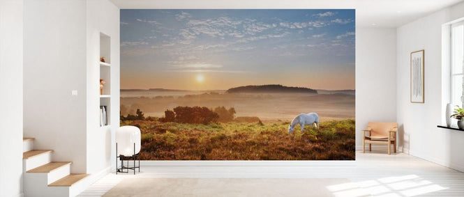 PHOTOWALL / Pony Grazing on Latchmore Bottom (e331917)